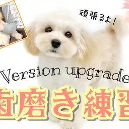 【 歯磨き 】続編 子犬・子猫から始めるデンタルケア！歯磨きトレーニング