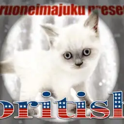 【 ブリティッシュショートヘア 】レアカラーを纏った甘えん坊の丸顔にゃんこ登場！