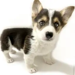 ウェルシュコーギーペンブローク