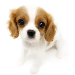 キャバリア・キングチャールズ・スパニエル