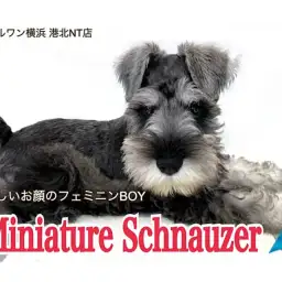 【 ミニチュア・シュナウザー 】長いまつ毛と美ボディのパーフェクトBOY