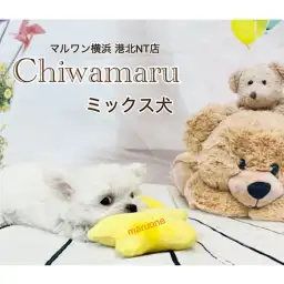 【 ミックス 】360g！小さなハイブリッドチワマルちゃん！