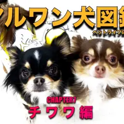【 マルワン犬図鑑 】チワワの魅力をペットショップスタッフが独自解説!