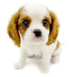 キャバリア・キングチャールズ・スパニエル