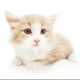 ノルウェージャンフォレストキャット