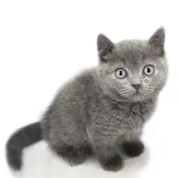 ブリティッシュショートヘア