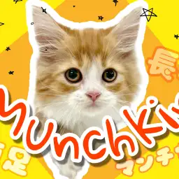 【 マンチカン 】猫界のダックスフント！短足長毛で魅力がいっぱいなマンチカン！