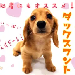 【 ミニチュアダックスフント 】初心者にもオススメ！元気いっぱい甘えんぼガール！
