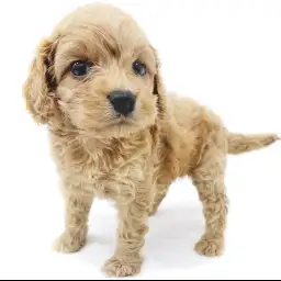 MIX（トイプードル×アメリカンコッカースパニエル）