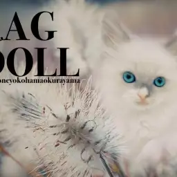 【 ラグドール 】クールに見えるけど実は甘えん坊！スキンシップ方法も公開！