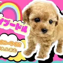 【 トイプードル 】タイニーサイズのスクエアタイプ!理想のプレミアムわんこ