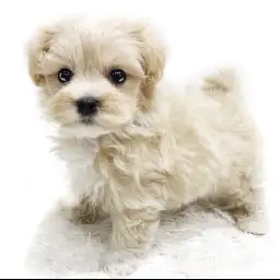 MIX（トイプードル×マルチーズ）