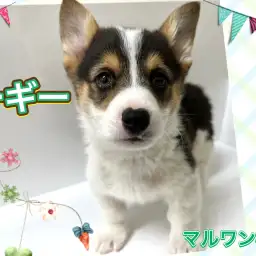 【 コーギー 】希少なレアカラー！ブラックヘッドコーギーが再登場！