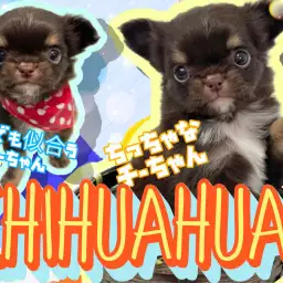 【 極小チワワ 】両親共に2.3kgの小柄な子！性格・顔立ち良しのプレミアムわんこ