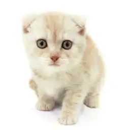 スコティッシュフォールド