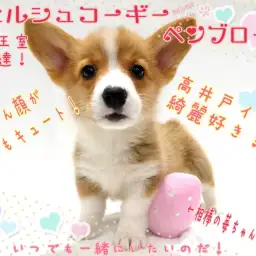 【 ウェルシュコーギーペンブローク 】ロイヤルドッグは高井戸イチの綺麗好き！
