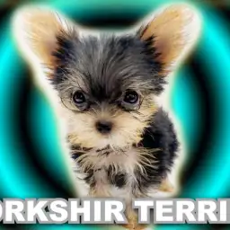 【 ヨークシャーテリア 】生後80日で615g!甘いマスクの手乗りヨーキー!