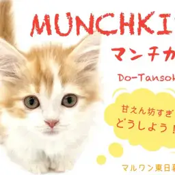 【 マンチカン 】DO-TANSOKUってなに！？東日暮里マンチの秘密を徹底解明