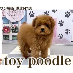 【 トイ・プードル 】ぷちサイズの愛嬌たっぷり！ゆるふわガール