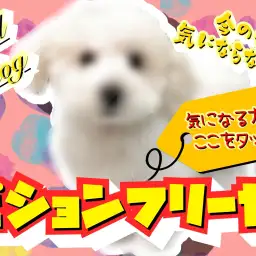 【 ビションフリーゼ 】毛量UP！アフロ犬になる為の1歩を踏み出した現在の姿は？