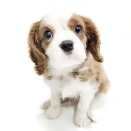 キャバリア・キングチャールズ・スパニエル
