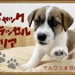 【 ジャックラッセルテリア 】愛らしいお顔にうっとり！遊びが大好きなイケメン登場