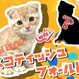 【 スコティッシュフォールド 】猫ちゃんがトレーニング！？スコの成長をご覧あれ！