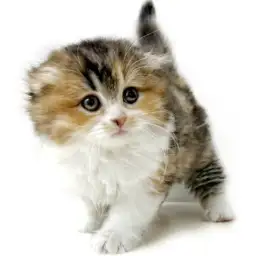 スコティッシュフォールド