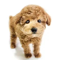 トイ・プードル