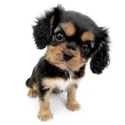 キャバリア・キングチャールズ・スパニエル