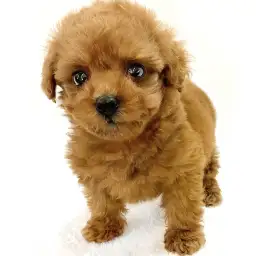 トイ・プードル