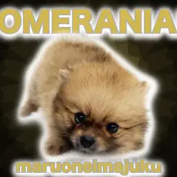 【 ポメラニアン 】超爆毛のオレンジたぬきポメ！女の子みたいなシンデレラBOY！