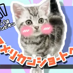 【 アメリカンショートヘア 】パパはグランドチャンピオン！陽気な性格の子猫ちゃん