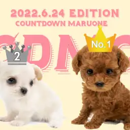 【 6/25CDMOワンツーフィニッシュ! 】ちーちゃんとぷーちゃんのイイトコロ。