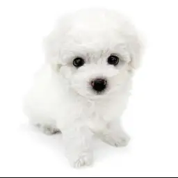 ビションフリーゼ