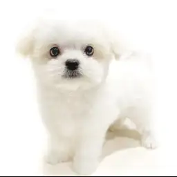 MIX（チワワ×マルチーズ）