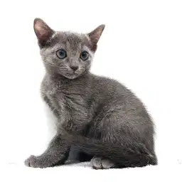 ロシアンブルー