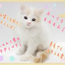 【 ラガマフィン 】ふわふわまんまる！長毛種でもお手入れ楽チン！