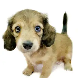 カニンヘン・ダックスフント