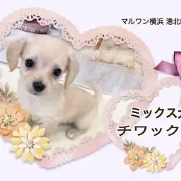 【 ミックス犬 】チワワフェイスに短足胴長ボディのハイブリッドガール！