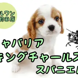【 キャバリア 】なぜキャバリアは癒し犬と言われるのか？飼いやすさ抜群の秘密公開