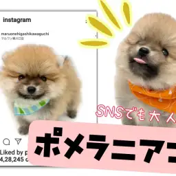 【 ポメラニアン 】5分で読める！マイペースぽめ太の魅力をどうぞご覧あれ！