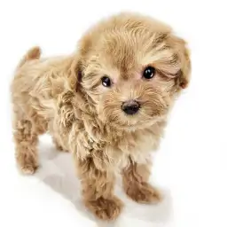 MIX（マルチーズ×トイプードル）