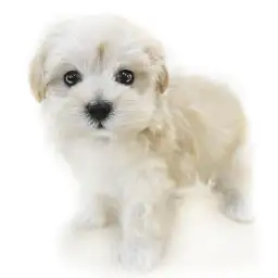 MIX（マルチーズ×トイプードル）