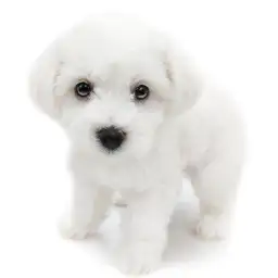 ビションフリーゼ