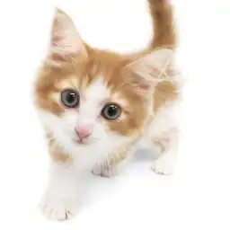 ノルウェージャンフォレストキャット