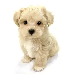 MIX（マルチーズ×トイプードル）