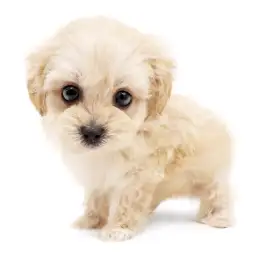 MIX（マルチーズ×トイプードル）