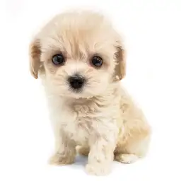 MIX（マルチーズ×トイプードル）