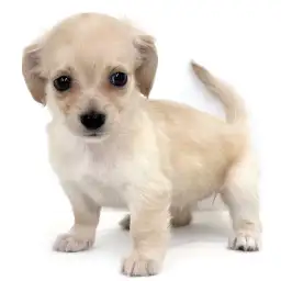 MIX（チワワ×ミニチュアダックスフント）